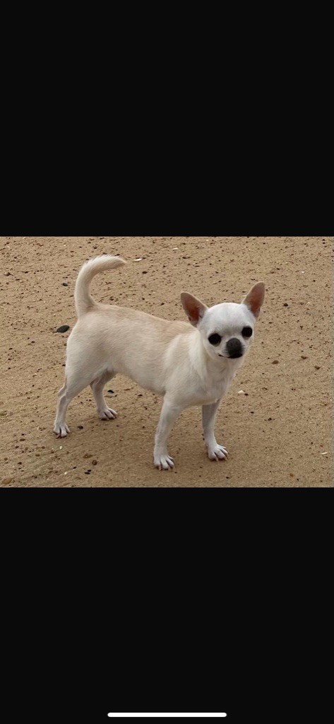 CH. Soho Du Clos De Diania Turba