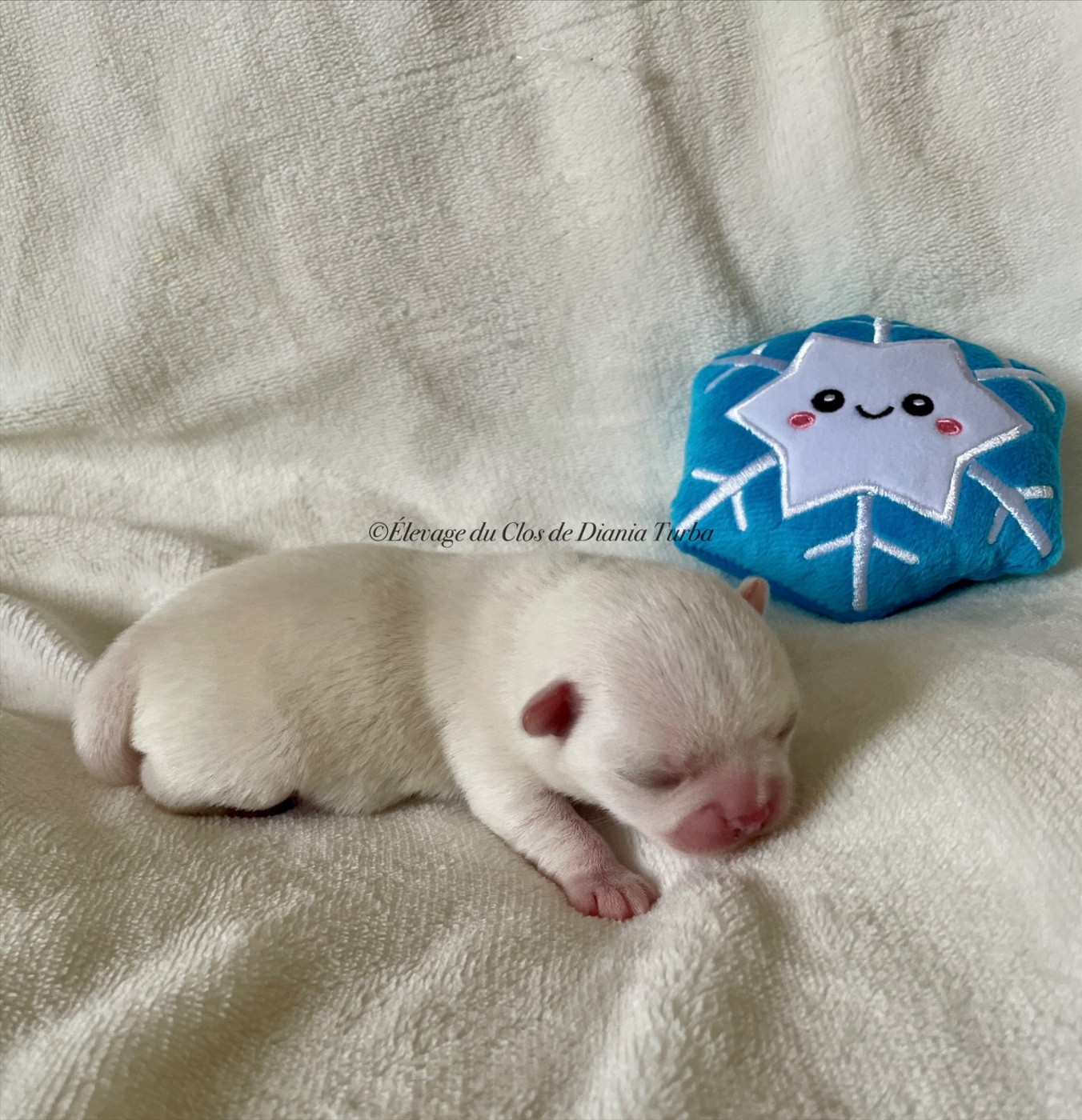 Du Clos De Diania Turba - Chiots disponibles - Chihuahua