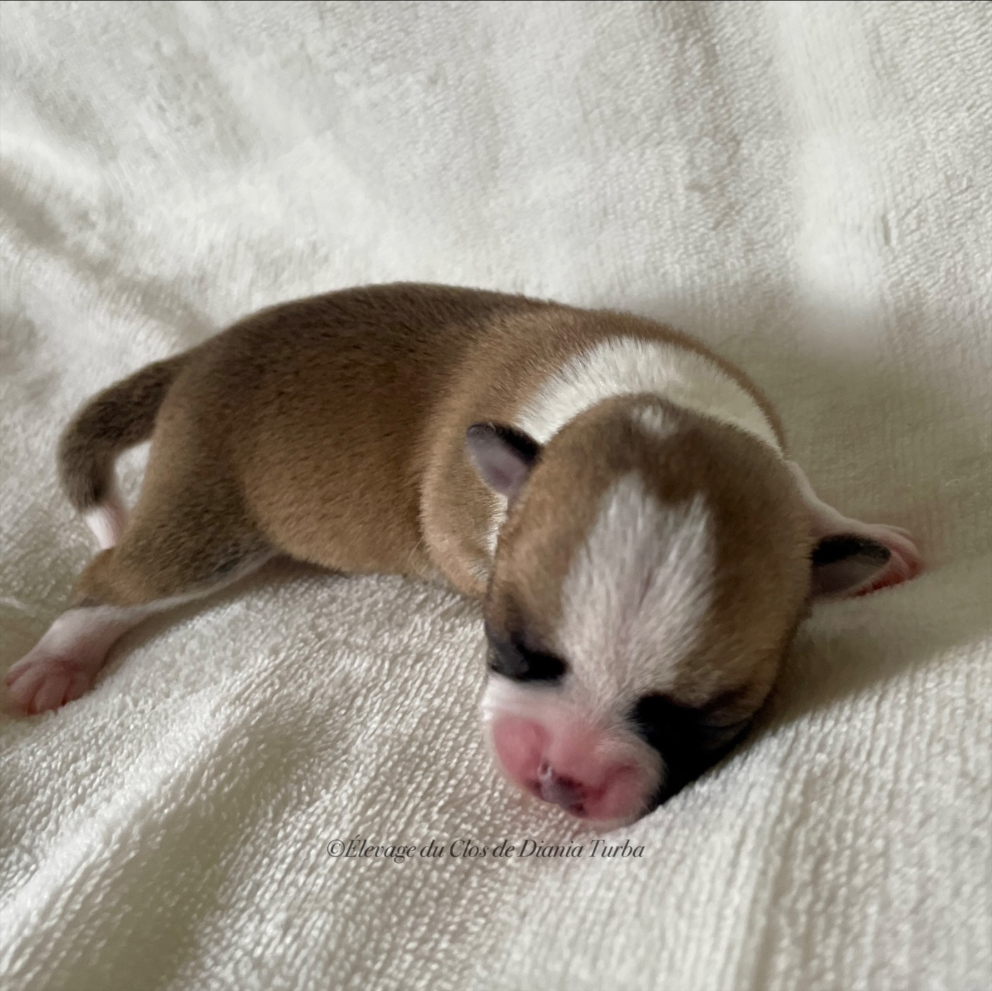Du Clos De Diania Turba - Chiots disponibles - Chihuahua