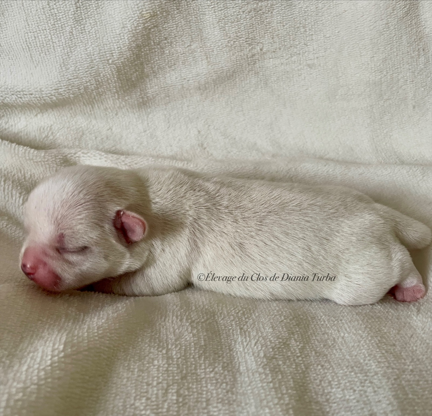 Du Clos De Diania Turba - Chiots disponibles - Chihuahua