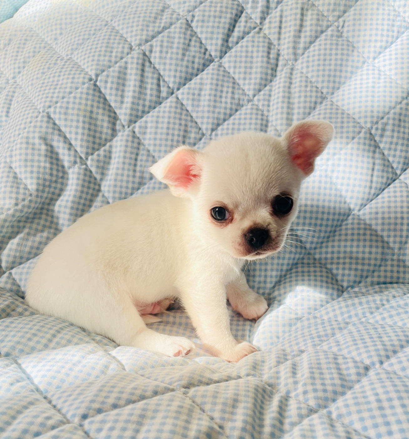 Du Clos De Diania Turba - Chiots disponibles - Chihuahua