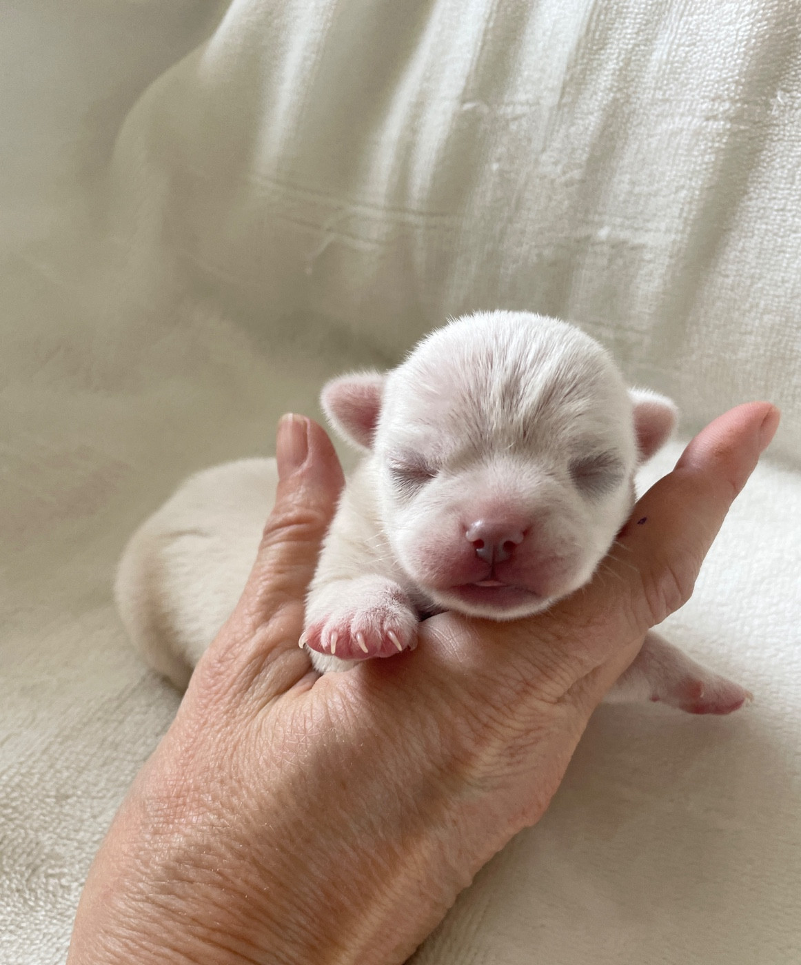 Du Clos De Diania Turba - Chiots disponibles - Chihuahua