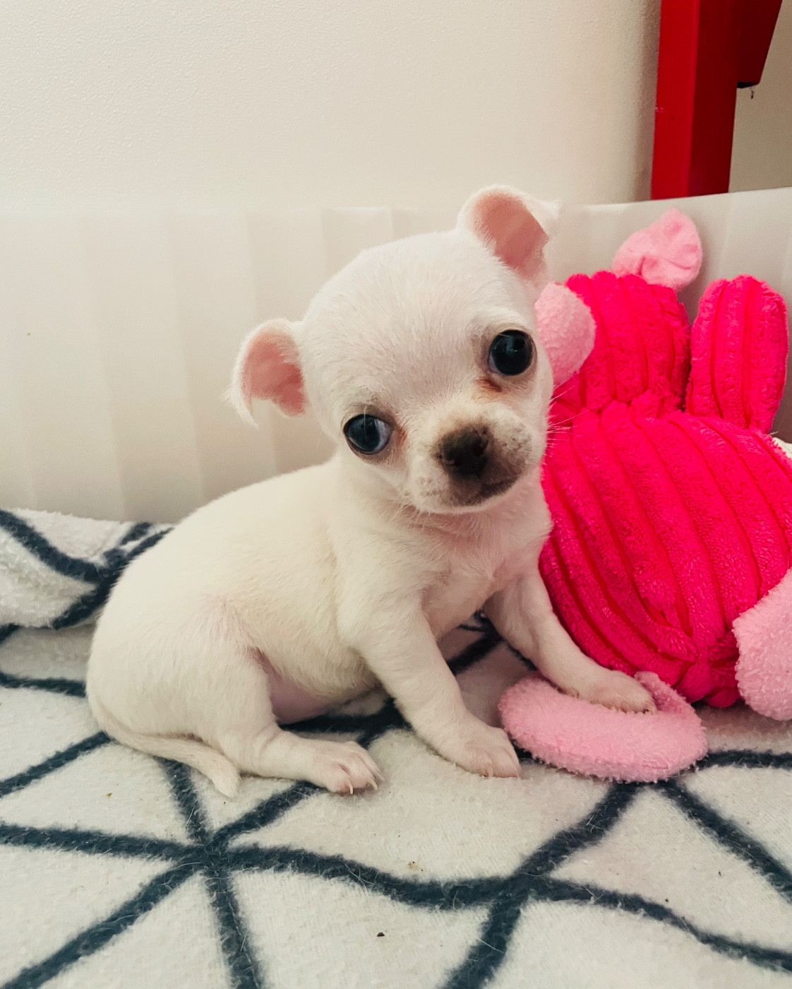 Du Clos De Diania Turba - Chiots disponibles - Chihuahua